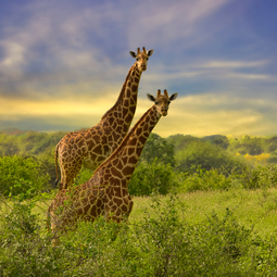 Giraffes in the Wild of Tanzania